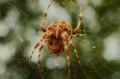 insect-cobweb-spider-spider-s-web