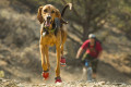 Ruffwear's dog boots help millennials bring their outdoorsy canines along for rugged trails. Photo: Ruffwear/Steve Tague Photography